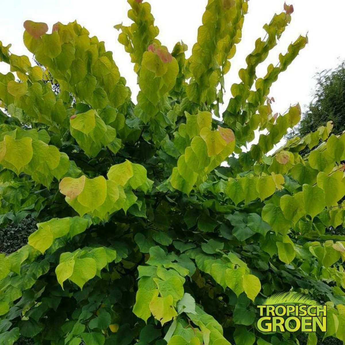 Cercise Rising Sun Cercis Canadensis Rising Sun - Tropisch Groen