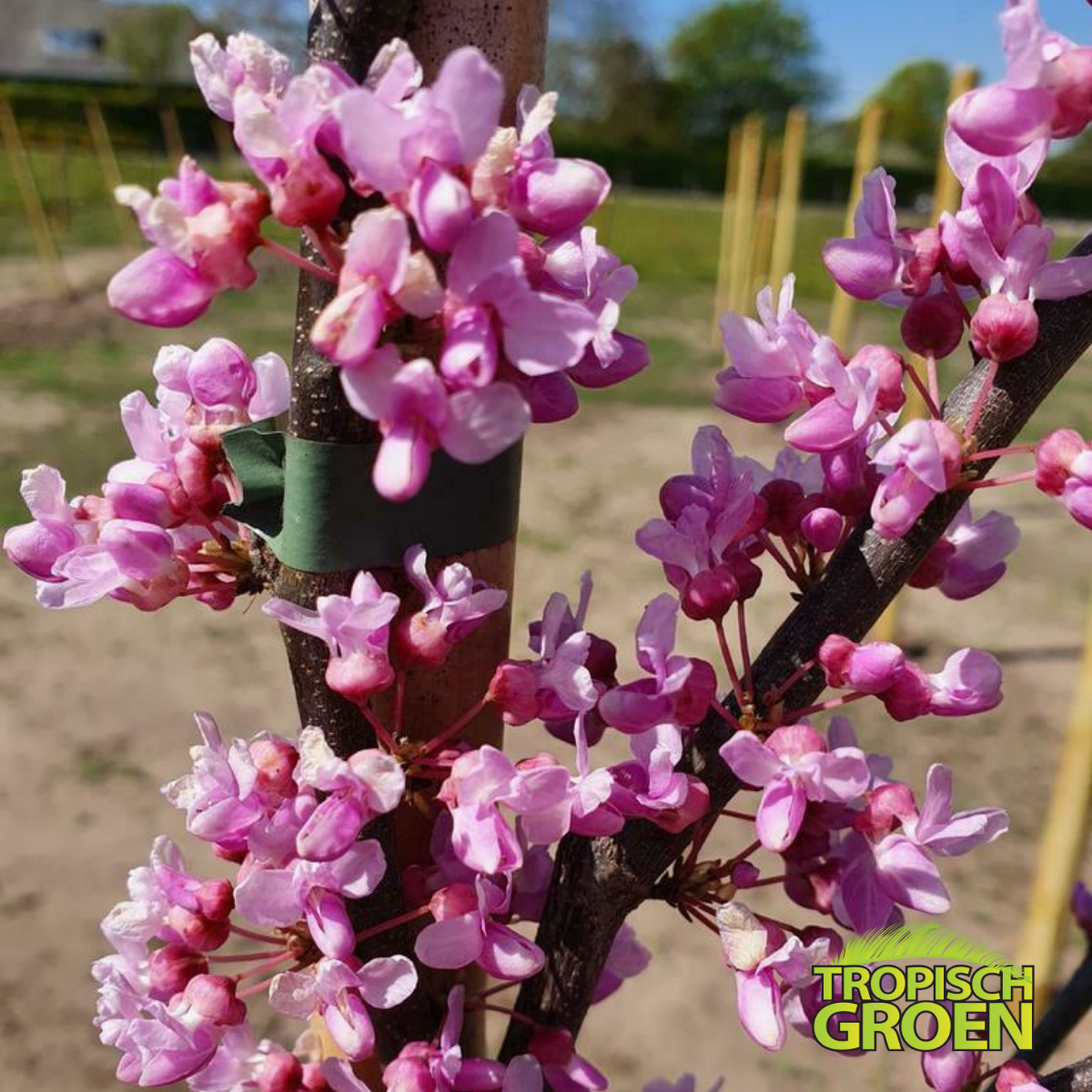 Cercise Rising Sun Cercis Canadensis Rising Sun - Tropisch Groen
