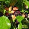Morus Rotundiloba / Mojo Berry