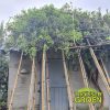 Quercus Ilex